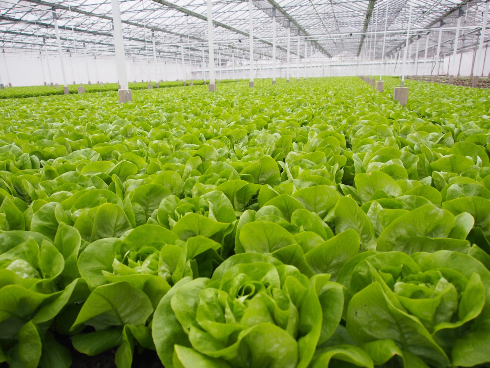 LettuceKnow | TopKrop and Dry Hydroponics