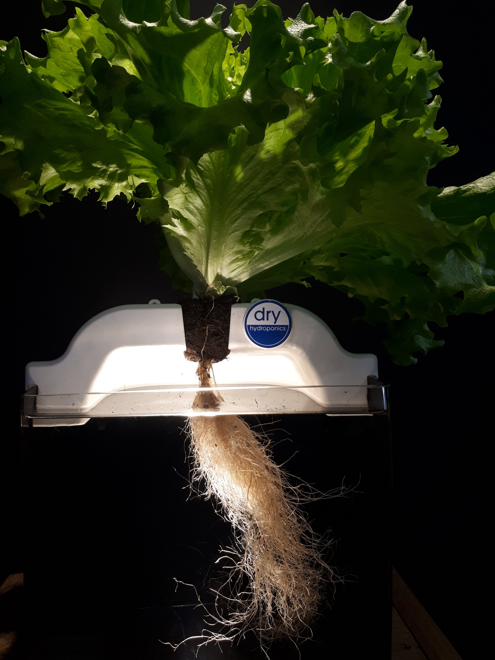 LettuceKnow TopKrop and Dry Hydroponics